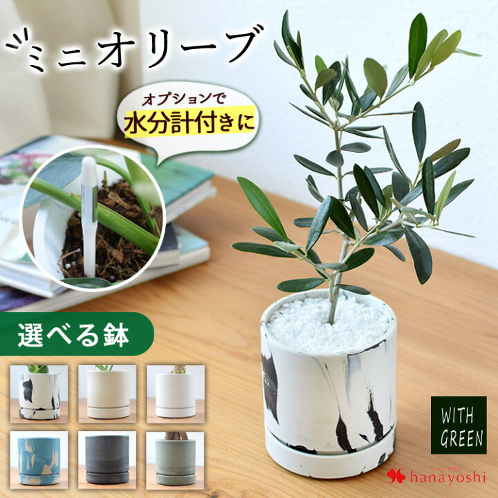 楽天市場】オリーブ オリーブの木 鉢植え 陶器鉢 受け皿付 観葉植物 