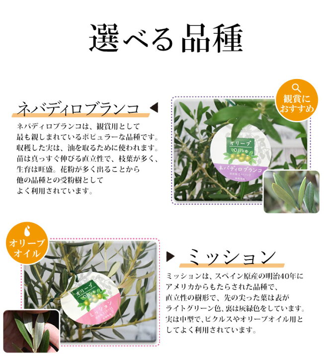 楽天市場 オリーブ 鉢植え 送料無料鶴亀園さんの香川オリーブの木 ５号鉢 オリーブの木 観葉植物 インテリア ギフト おしゃれ 引越し祝い 新築祝い 友人 開店祝い お祝い 開業祝い 周年祝い 結婚記念日 誕生日 プレゼント 女性 母 女友達 フラワーバレンタイン 退職祝い