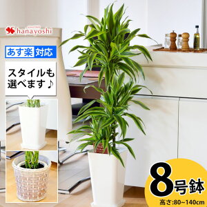 観葉植物 プレゼント 男性の人気商品 通販 価格比較 価格 Com