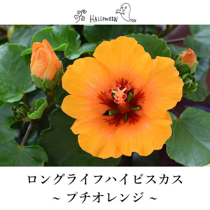 楽天市場 モリヒロ園芸さんの季節の鉢花ロングライフハイビスカス プチオレンジ ハロウィン 鉢植え 鉢花 ギフト おしゃれ インテリア 誕生日 プレゼント 女性 母 結婚記念日 妻 お祝い お花 パーティー 飾り 秋 おうち時間 男性 贈り物 オレンジ 10月1日 10月日までお