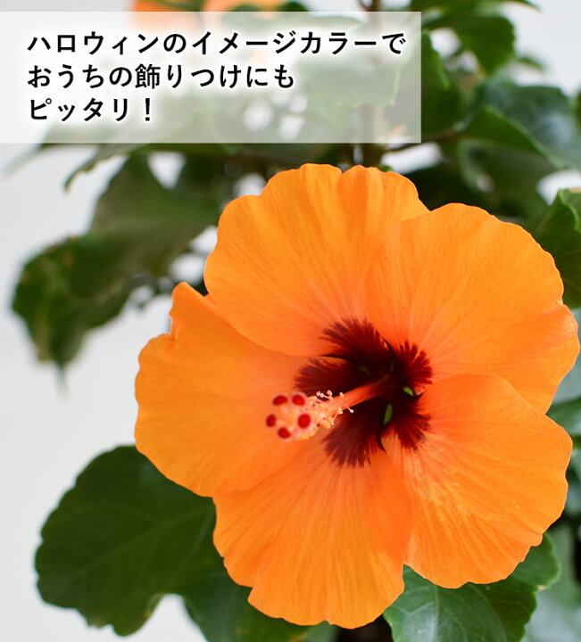 楽天市場 モリヒロ園芸さんの季節の鉢花ロングライフハイビスカス プチオレンジ ハロウィン 鉢植え 鉢花 ギフト おしゃれ インテリア 誕生日 プレゼント 女性 母 結婚記念日 妻 お祝い お花 パーティー 飾り 秋 おうち時間 男性 贈り物 オレンジ 10月1日 10月日までお 楽天市場 モリヒロ園芸さんの季節の鉢花ロングライフハイビスカス プチオレンジ ハロウィン 鉢植え 鉢花 ギフト おしゃれ インテリア 誕生日 プレゼント 女性 母 結婚記念日 妻 お祝い お花 パーティー 飾り 秋 おうち時間 男性 贈り物 オレンジ 10月1日 10月日までお
