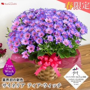 鉢植え 花 春 生花の人気商品 通販 価格比較 価格 Com