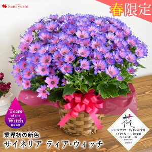 鉢植え 花 春 生花の通販 価格比較 価格 Com