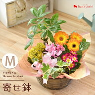即日発送 季節のおまかせ 花鉢とグリーン の寄せ入れ Mサイズ フラワーバスケット 鉢植え 鉢花 観葉植物 …