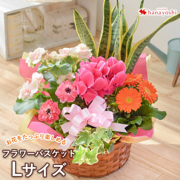 楽天市場】【全商品P5倍☆要エントリー】翌日配達 季節のおまかせ花鉢 