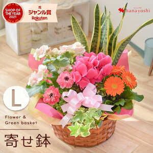 yŒZzB 14Yz G߂̂܂ԔƃO[̊񂹓LTCY t[oXPbg  A Mtg  a v[g c   A a j z