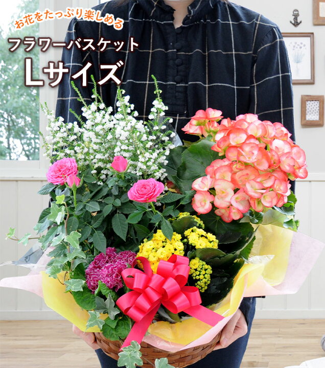 楽天市場 あす楽対応 季節のおまかせ花鉢とグリーンの寄せ入れlサイズ フラワーバスケット 即日発送 花 鉢植え ギフト おしゃれ 誕生日 プレゼント 母 祖母 女性 お花 お誕生日 結婚祝い 新築祝い 友人 結婚記念日 妻 両親 開店祝い 開業祝い 開院祝い 退職祝い 画像 楽天市場 あす楽対応 季節のおまかせ花鉢とグリーンの寄せ入れlサイズ フラワーバスケット 即日発送 花 鉢植え ギフト おしゃれ 誕生日 プレゼント 母 祖母 女性 お花 お誕生日 結婚祝い 新築祝い 友人 結婚記念日 妻 両親 開店祝い 開業祝い 開院祝い 退職祝い 画像