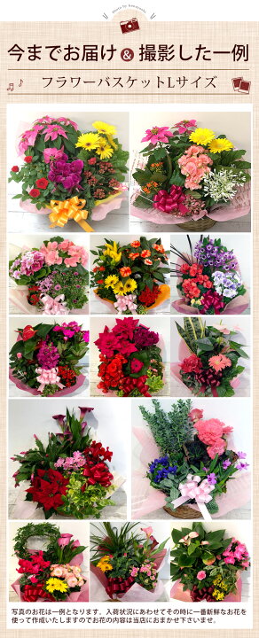 楽天市場 あす楽対応 季節のおまかせ花鉢とグリーンの寄せ入れlサイズ フラワーバスケット 即日発送 花 鉢植え ギフト おしゃれ 誕生日 プレゼント 母 祖母 女性 お花 お誕生日 結婚祝い 新築祝い 友人 結婚記念日 妻 両親 開店祝い 開業祝い 開院祝い 退職祝い 画像