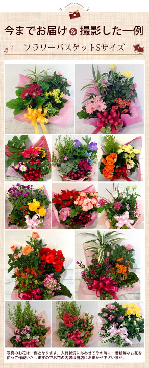 楽天市場 あす楽対応 季節のおまかせ花鉢とグリーンの寄せ入れ Sサイズ フラワーバスケット 鉢花 鉢植え ギフト おしゃれ 花 誕生日 プレゼント 女性 母 祖母 義母 退職祝い 男性 転勤 結婚祝い 出産 お祝い 新築祝い 引っ越し祝い お誕生日 お花 フラワーギフト 贈り物 楽天市場 あす楽対応 季節のおまかせ花鉢とグリーンの寄せ入れ Sサイズ フラワーバスケット 鉢花 鉢植え ギフト おしゃれ 花 誕生日 プレゼント 女性 母 祖母 義母 退職祝い 男性 転勤 結婚祝い 出産 お祝い 新築祝い 引っ越し祝い お誕生日 お花 フラワーギフト 贈り物