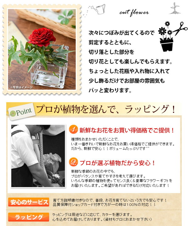 楽天市場 あす楽12時まで受付 季節のおまかせ花鉢とグリーンの寄せ入れmサイズ フラワーバスケット 鉢植え フラワーギフト 冬 お誕生日 お花 誕生日 プレゼント 女性 女友達 母 祖母 お祝い 花 退職祝い 送別会 記念日 鉢花 ギフト おしゃれ 新築祝い 引っ越し祝い 結婚