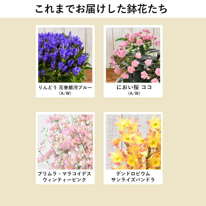 楽天市場 鉢植え プレゼント ギフト 花 送料無料 花由厳選 季節の鉢花 バスケット付 におい桜 ココ 花鉢 花 誕生日 プレゼント 女性 母 祖母 女友達 フラワーギフト 結婚祝い 定年 退職祝い 上司 還暦祝い 結婚記念日 妻 両親 お花 お祝い 12 13までの間で日時指定ok 楽天市場 鉢植え プレゼント ギフト 花 送料無料 花由厳選 季節の鉢花 バスケット付 におい桜 ココ 花鉢 花 誕生日 プレゼント 女性 母 祖母 女友達 フラワーギフト 結婚祝い 定年 退職祝い 上司 還暦祝い 結婚記念日 妻 両親 お花 お祝い 12 13までの間で日時指定ok