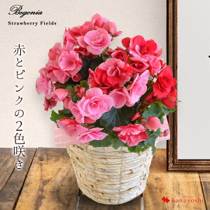花 ベゴニア 生花の人気商品 通販 価格比較 価格 Com