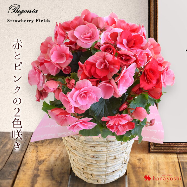 楽天市場 春の鉢花 ベゴニア ストロベリーフィールズ 春の花贈り 花鉢 春 鉢植え 花 ギフト 歓送迎 誕生日 プレゼント お祝い フラワーギフト お花 贈り物 退職祝い 定年 卒業祝い フラワーマーケット花由