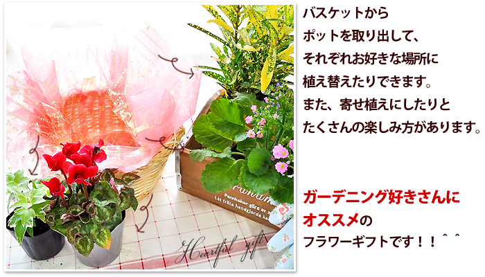 楽天市場】あす楽対応 季節のおまかせ花鉢とグリーンの寄せ入れ S 