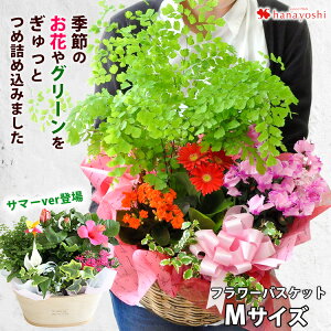 花 プレゼント 鉢植え 生花の通販 価格比較 価格 Com 花 プレゼント 鉢植え 生花の通販 価格比較 価格 Com