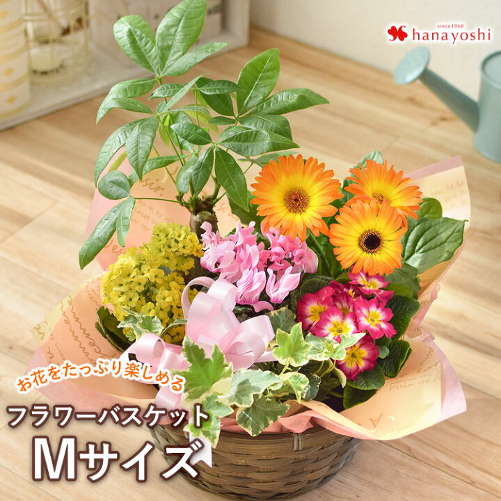 楽天市場 あす楽休止中季節のおまかせ花鉢とグリーンの寄せ入れmサイズ フラワーバスケット 鉢植え フラワーギフト 春 お誕生日 お花 誕生日 プレゼント 女性 女友達 母 祖母 お祝い 花 退職祝い 送別会 記念日 鉢花 ギフト おしゃれ 新築祝い 引っ越し祝い 結婚記念日