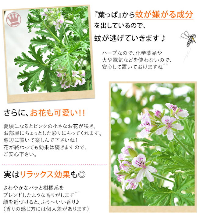 楽天市場 虫よけ ハーブゼラニュウム センティッドローズ の鉢植5号サイズ 6 11 7 15お届け 4個まで同梱ok 虫除け ハーブ 蚊香龍 ゼラニューム ハーブゼラニューム ハーブゼラニウム 蚊 撃退 ゼラニウム フラワーマーケット花由