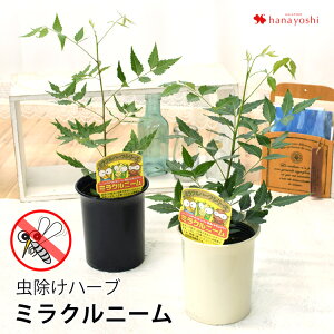 ミラクルニームの通販 価格比較 価格 Com