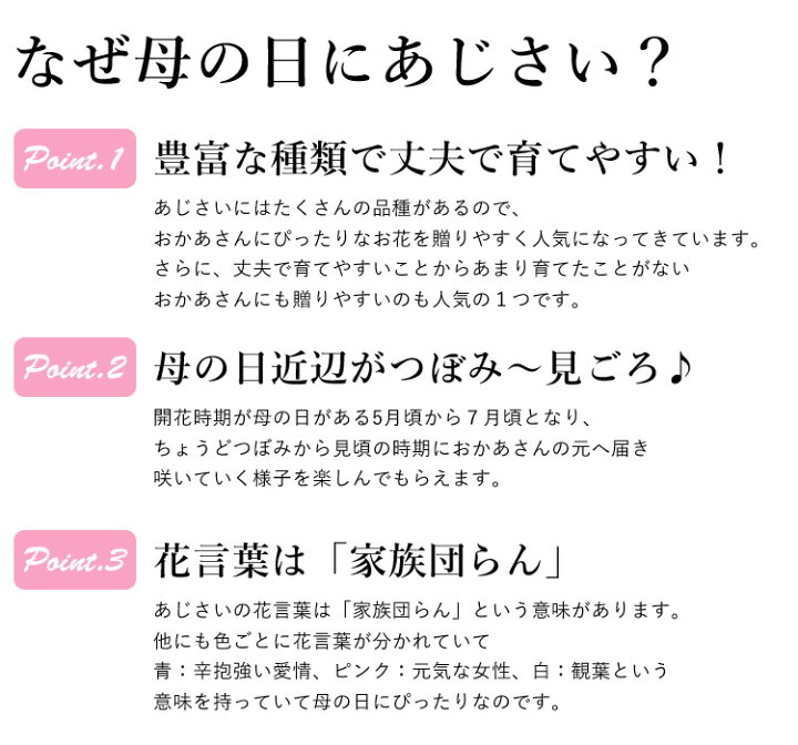 楽天市場 母の日 ギフト プレゼント 花 送料無料 希少品種 母の日 大栄花園さんの アジサイ ５号 Inバスケット 5 4 5 9の間にお届け あじさい 鉢花 母の日 鉢植え お花 紫陽花 母の日ギフト 母の日プレゼント フラワーマーケット花由