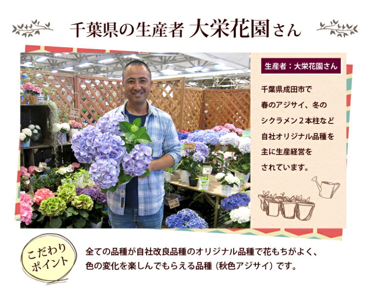 楽天市場 母の日 ギフト プレゼント 花 送料無料 希少品種 母の日 大栄花園さんの アジサイ ５号 Inバスケット 5 4 5 9の間にお届け あじさい 鉢花 母の日 鉢植え お花 紫陽花 母の日ギフト 母の日プレゼント フラワーマーケット花由