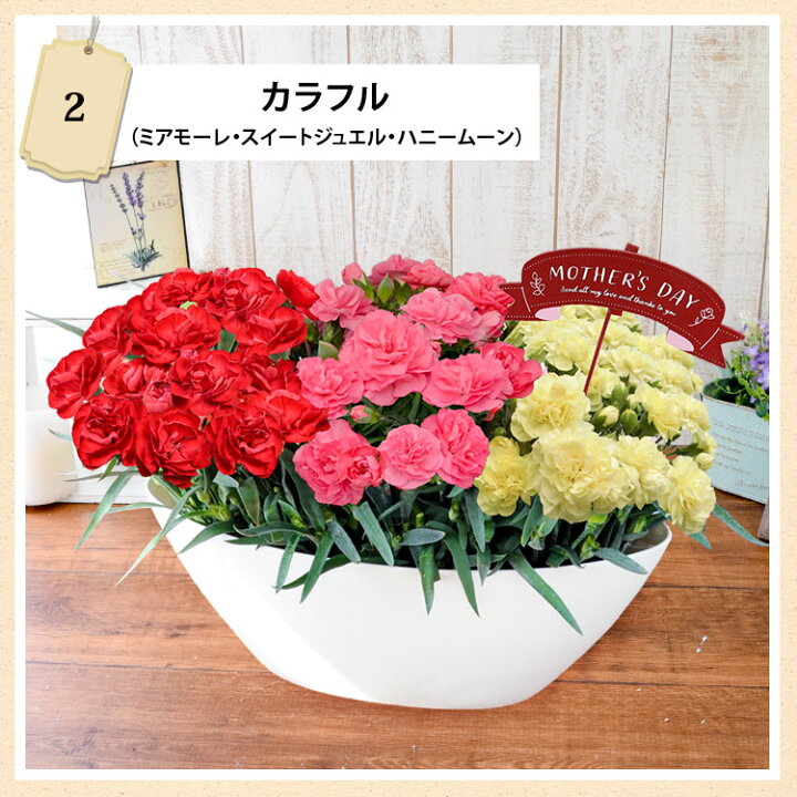 楽天市場 母の日 カーネーション プレゼント 花 鉢植え 送料無料 1鉢で3色楽しめる カーネーション 3色植え 選べる3種類 5 3 5 8の間にお届け 母の日プレゼント 花鉢 珍しい 鉢花 母の日ギフト 母の日のプレゼント フラワーマーケット花由