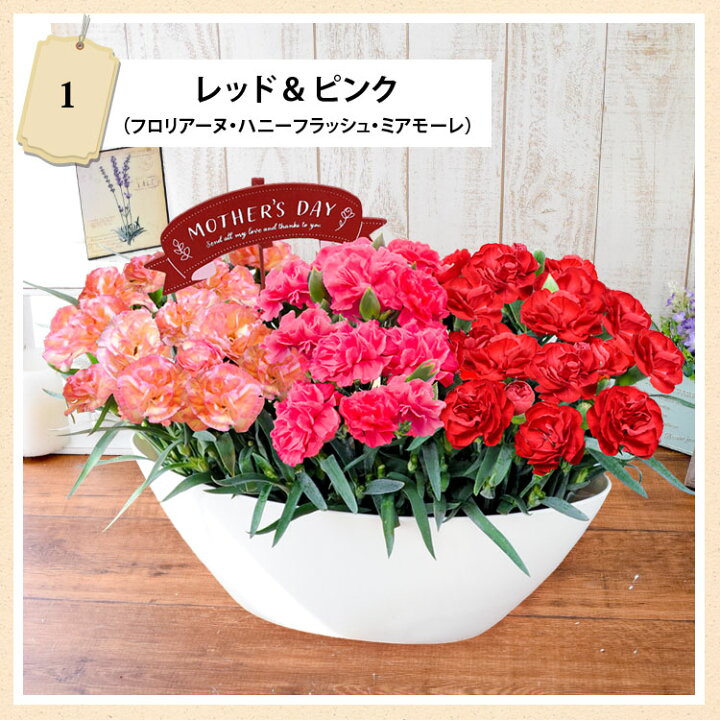楽天市場 母の日 カーネーション プレゼント 花 鉢植え 送料無料 1鉢で3色楽しめる カーネーション 3色植え 選べる3種類 5 3 5 8の間にお届け 母の日プレゼント 花鉢 珍しい 鉢花 母の日ギフト 母の日のプレゼント フラワーマーケット花由