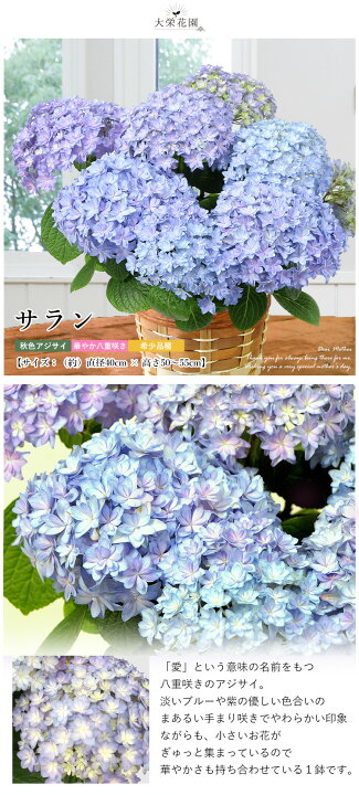 楽天市場 まだ間に合う 母の日 先着順クーポン配布中 母の日 ギフト プレゼント 花 送料無料 希少品種 大栄花園さんの アジサイ ５号 Inバスケット 5 3 5 8の間にお届け あじさい 鉢花 母の日 鉢植え お花 紫陽花 母の日ギフト 母の日プレゼント 母 義母 フラワー