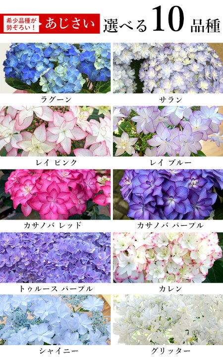 楽天市場 まだ間に合う 母の日 先着順クーポン配布中 母の日 ギフト プレゼント 花 送料無料 希少品種 大栄花園さんの アジサイ ５号 Inバスケット 5 3 5 8の間にお届け あじさい 鉢花 母の日 鉢植え お花 紫陽花 母の日ギフト 母の日プレゼント 母 義母 フラワー