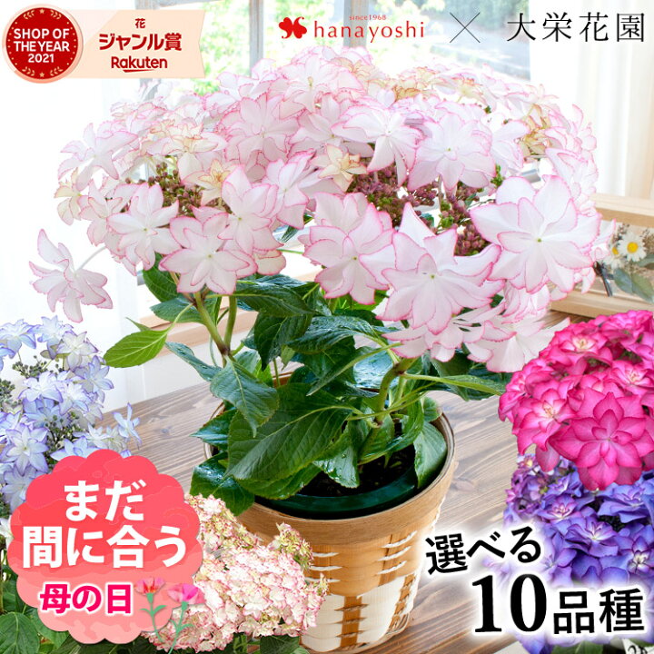 楽天市場 まだ間に合う 母の日 先着順クーポン配布中 母の日 ギフト プレゼント 花 送料無料 希少品種 大栄花園さんの アジサイ ５号 Inバスケット 5 3 5 8の間にお届け あじさい 鉢花 母の日 鉢植え お花 紫陽花 母の日ギフト 母の日プレゼント 母 義母 フラワー
