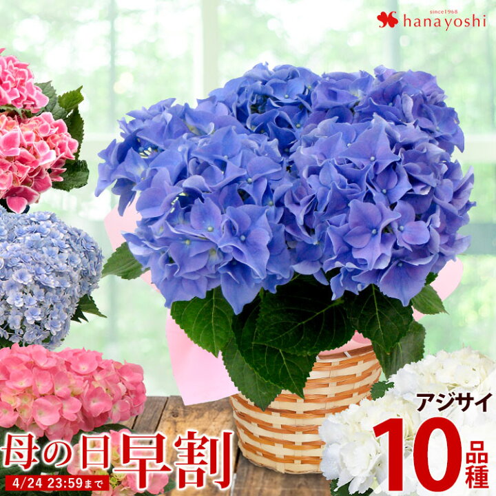 楽天市場 早割 母の日 プレゼント 花 ギフト 22 送料無料 希少品種 母の日 あじさい 5号 Inバスケット 母の日限定 5 3 5 8の間にお届け 母の日ギフト アジサイ 鉢植え 鉢 紫陽花 鉢花 花鉢 フラワーマーケット花由 楽天市場 早割 母の日 プレゼント 花 ギフト 22 送料無料 希少品種 母の日 あじさい 5号 Inバスケット 母の日限定 5 3 5 8の間にお届け 母の日ギフト アジサイ 鉢植え 鉢 紫陽花 鉢花 花鉢 フラワーマーケット花由