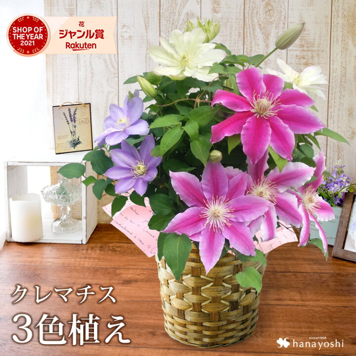 楽天市場 母の日 ギフト 花 プレゼント 人気の豪華な鉢植え 3色植えクレマチス 5 3 5 8の間にお届け 送料無料 母の日プレゼント 母の日 クレマチス 鉢植え フラワーギフト 珍しい 花鉢 鉢花 母 義理 義母 フラワーマーケット花由