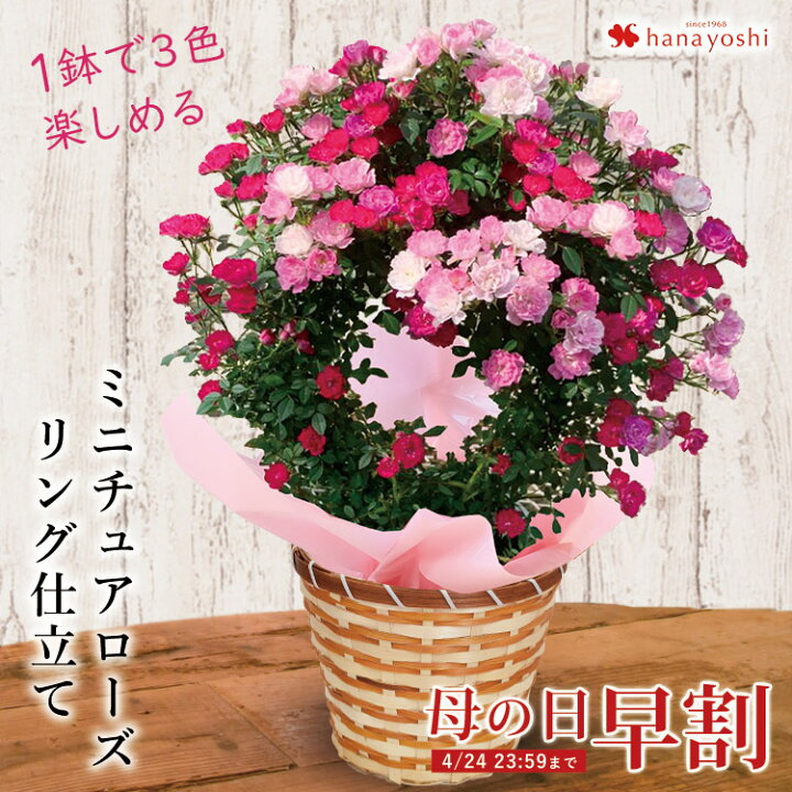 楽天市場 クーポン配布中 早割 母の日 プレゼント 花 ギフト 22 母の日限定 １鉢で3色楽しめる ミニバラ 3色植え リング仕立て ミニチュアローズ 鉢植え 5 3 5 8の間にお届け 鉢花 母の日プレゼント 母の日ギフト 花鉢 送料無料 フラワーマーケット花由