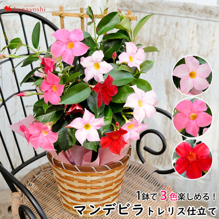 楽天市場 母の日 プレゼント ギフト 花 22 マンデビラ混色プランター植え トレリス仕立て 5 3 5 8の間にお届け 母の日 鉢植え 花 珍しい 鉢 母の日ギフト 花鉢 鉢花 母の日プレゼント 送料無料 フラワーマーケット花由