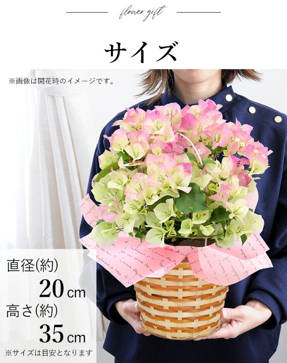 楽天市場 ブーゲンビリア ブライダルピンク 鉢植えお誕生日 プレゼント 父 母 祖父 祖母 退職祝い 記念日 お祝い お中元 御中元 苗 鉢植え サマーギフト お供え お盆 初盆 新盆 盆花 6 3 7 31の間でお届け 送料無料 フラワーマーケット花由