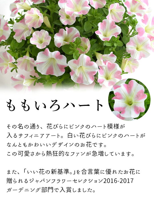 楽天市場 まだ間に合う 母の日 先着順クーポン配布中 母の日 プレゼント 花 鉢植え ギフト 22 サフィニアアート ももいろハート サントリーフラワーズ 5 3 5 8の間にお届け 花鉢 鉢花 サフィニア フラワーギフト 送料無料母の日ギフト フラワーマーケット花由