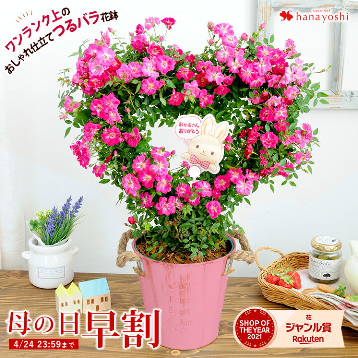 楽天市場 早割もうすぐ終了 早割 母の日 ギフト 花 プレゼント 22 つるバラ プリティハートリング ワンランク上 ミニバラ 鉢植え ハートリング 5 3 5 8の間にお届け 送料無料 母の日プレゼント 母の日ギフト 花鉢 鉢花 母 義理 義母 フラワーマーケット花由