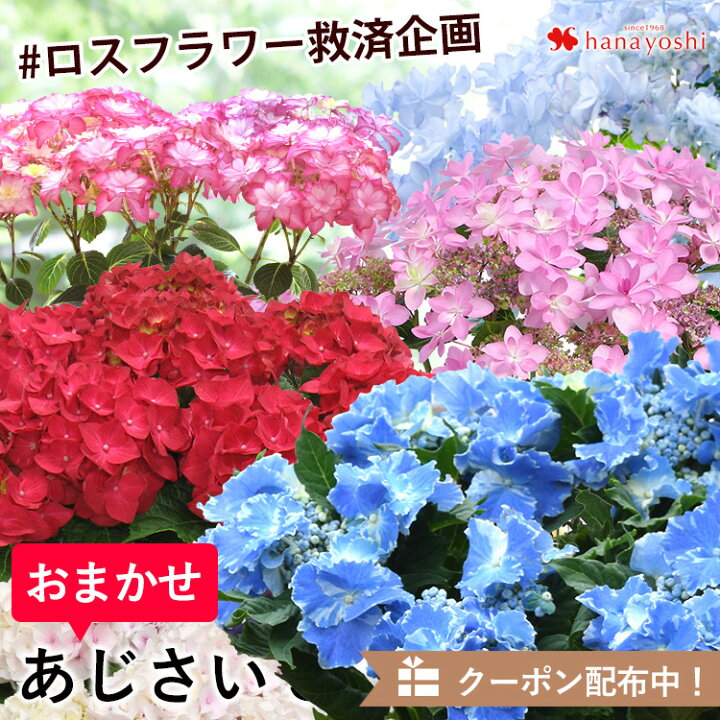 楽天市場 緊急開催 ロスフラワー企画 ロスフラワー救済の輪を広めよう あじさいの鉢植え 5号 品種はおまかせ 希少品種が届くかも ご自宅用 ホームユース 5 14 18の間にお届け 500円offクーポン配布中 アジサイ 紫陽花 珍しい フラワーマーケット花由