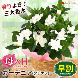 【早割は4/28まで】 母の日 プレゼント 花 鉢植え 2024 香りが楽しめる ガーデニア クチナシ 5号鉢 in バスケット 鉢植え ギフト 花 鉢 お母さん 母の日ギフト 花 義母 鉢花 花鉢 5号サイズ プレゼント 母 祖母 庭木 花木 地植え カーネーション以外 母の日プレゼント