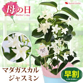 【早割は4/28まで】 母の日 プレゼント 花 2024 送料無料 マダガスカルジャスミン 鉢植え 爽やかな香りが楽しめる育てる楽しみを贈る母の日の贈り物 母の日ギフト 母の日プレゼント 鉢植え 鉢 鉢花 花鉢 ギフト