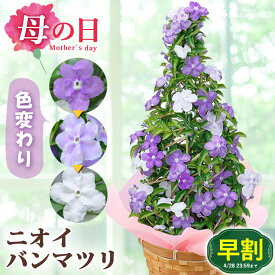 【早割は4/28まで】 母の日 鉢植え 花 プレゼント 2024 送料無料ニオイバンマツリ タワー仕立て5/7～5/12の間にお届け 母の日 花 寄せ植え 鉢 花鉢 珍しい 鉢花 母の日ギフト 母の日プレゼント フラワーギフト