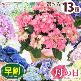 早割 母の日 プレゼント 花 ギフト 2024 送料無料 あじさい5号 inバスケット 母の日 鉢植え アジサイ 鉢 花の国 渥美の紫陽花 鉢花 花鉢 母の日ギフト お花 母の日プレゼント ピンクセンセーション ダンスパーティー ダブルダッチ・エダム 衣純千織 ディープパープル