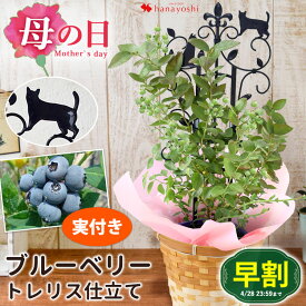 早割 母の日 鉢植え プレゼント 2024 果樹 ブルーベリー 実付 の鉢植え〜お洒落なトレリス＆バスケット付 花鉢 鉢花 母の日ギフト お花 フラワーギフト 果物 鉢 母の日プレゼント 送料無料 母 母親 義母 お母さん