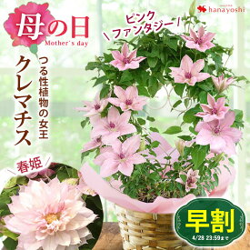 早割 母の日 鉢植え プレゼント 2024 クレマチス ピンクファンタジー フェンス仕立て 春姫 送料無料 花 母の日ギフト お花 母の日プレゼント フラワーギフト 花鉢 鉢花母 義理 義母