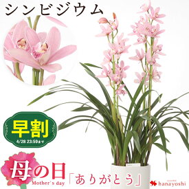 早割 母の日 鉢植え プレゼント 2024 シンビジウム 母の日 ありがとう バスケット付き 鉢植え 花鉢 鉢花 母の日ギフト お花 フラワーギフト 母 母親 お母さん 義母 母の日プレゼント 送料無料