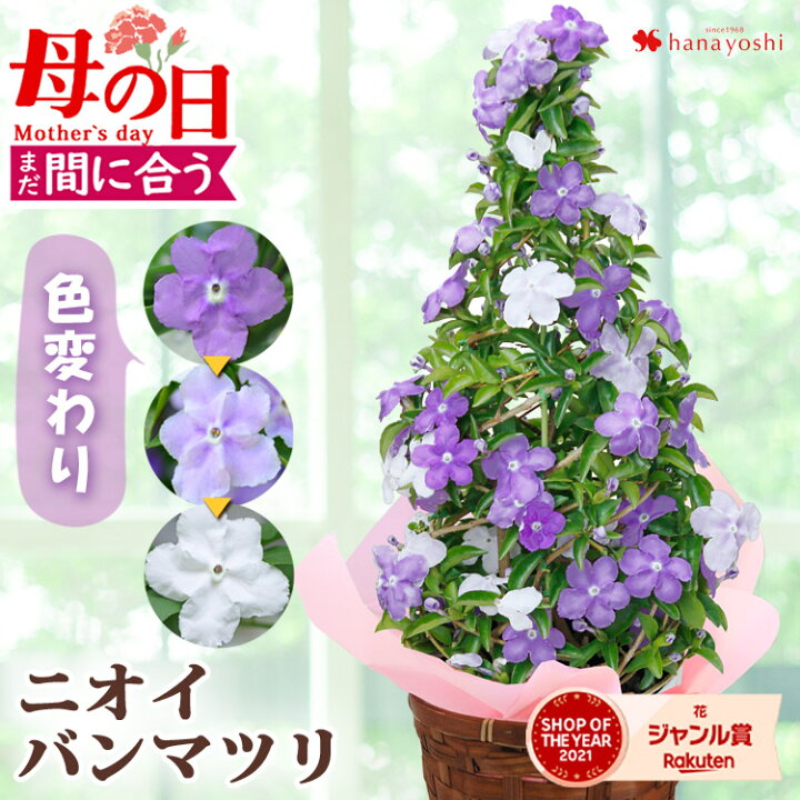 楽天市場】まだ間に合う 母の日 鉢植え 花 ニオイバンマツリ タワー 5 