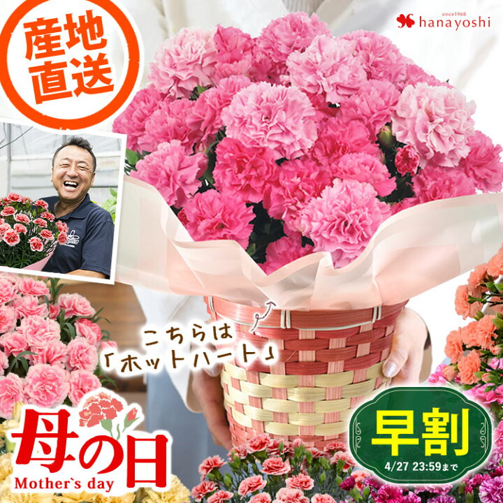 楽天市場】早割 母の日 プレゼント 花 カーネーション 産地直送  