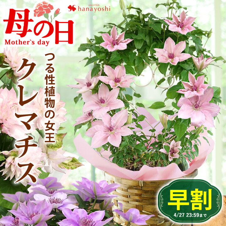 楽天市場】4/4 20時～エントリーでP絶対5倍！早割 母の日 花 鉢植え 