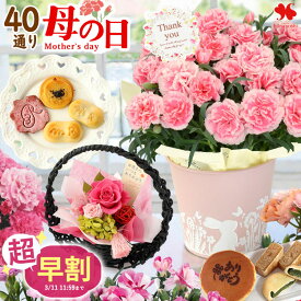超早割 母の日 花 花とスイーツ 選べる 40通り カーネーション 鉢花 ギフト 和風 プリザーブドフラワー スイーツセット スイートポテト スイーツ セット 花とお菓子 和菓子 プレゼント お菓子 どら焼き おしゃれ 母 義母 母の日ギフト 2026 送料無料 フラワーマーケット花由