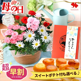 超早割 母の日 花 鉢植え カーネーション 花とスイーツ プードルの寄せ入れ と 鳴門金時 スイートポテト set スイーツ ギフト プレゼント 花とスイーツセット フラワーギフト 花鉢 鉢花 お菓子 ミニバラ 犬 寄せ鉢 母の日ギフト 2026 送料無料 フラワーマーケット花由