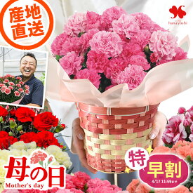 特 早割 母の日 花 カーネーション 鉢植え 産地直送 モリヒロ園芸さんの プレミアムカーネーション 鉢植 5号 in バスケット ギフト 受賞品種 さくらもなか 赤 ピンク オレンジ 5号鉢 お花 花鉢 鉢花 鉢 毎年咲く 多年草 母の日ギフト 2026 送料無料 フラワーマーケット花由